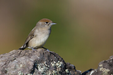 Zwartkop ssp gularis; Blackcap; Sylvia atricapilla gularis