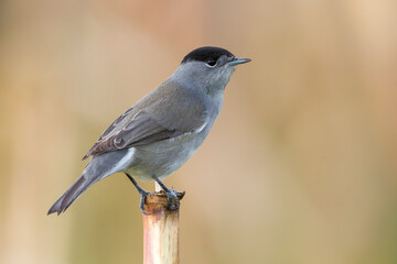 Zwartkop ssp gularis; Blackcap; Sylvia atricapilla gularis