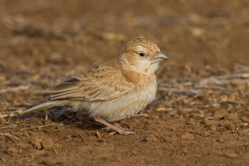 Zwartkopvinkleeuwerik; Black-crowned Sparrow-Lark; Eremopterix nigriceps