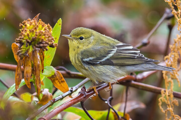 Zwartkopzanger; Blackpoll Warbler; Dendroica striata