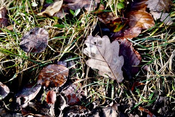 Herbstlaub am Boden