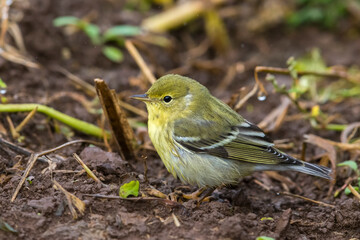 Zwartkopzanger; Blackpoll Warbler; Dendroica striata