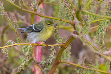 Zwartkopzanger; Blackpoll Warbler; Dendroica striata