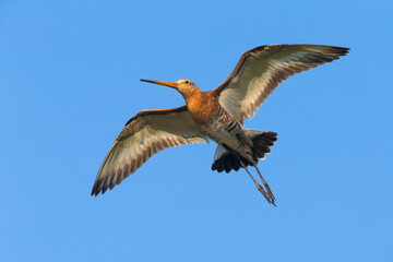 Grutto; Black-tailed Godwit; Limosa limosa