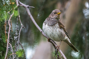 Zwartkeellijster; Black-throated Thrush; Turdus atrogularis