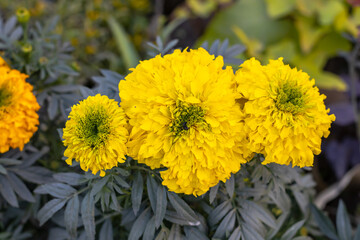 Beautiful yellow marigold flower in the garden close up shot