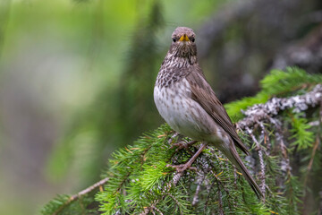 Zwartkeellijster; Black-throated Thrush; Turdus atrogularis