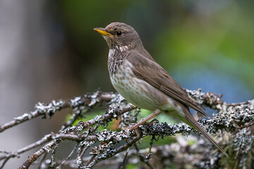 Zwartkeellijster; Black-throated Thrush; Turdus atrogularis