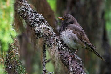 Zwartkeellijster; Black-throated Thrush; Turdus atrogularis
