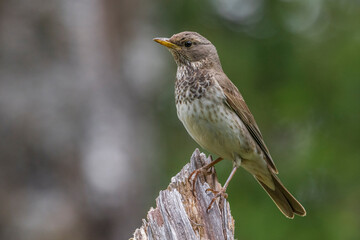 Zwartkeellijster; Black-throated Thrush; Turdus atrogularis