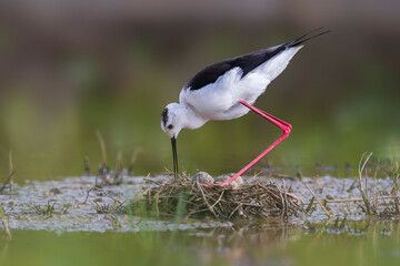 Steltkluut, Black-winged Stilt, Himantopus himantopus