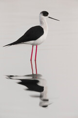 Steltkluut; Black-winged Stilt; Himantopus himantopus