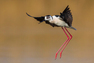 Steltkluut; Black-winged Stilt; Himantopus himantopus