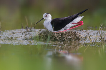 Steltkluut, Black-winged Stilt, Himantopus himantopus