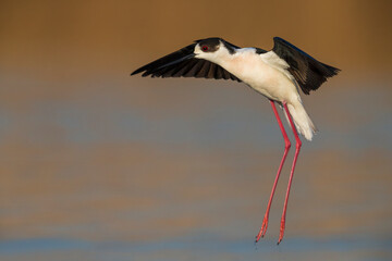 Steltkluut, Black-winged Stilt, Himantopus himantopus