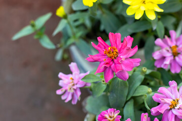 Bloomed Pink Zinnia flowers with green leaves inside the home garden close up shot