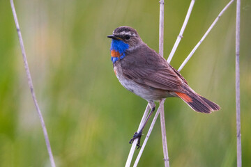 Red-spotted Bluethroat, Roodgesterde Blauwborst, Luscinia svecica