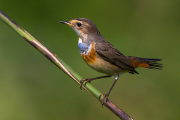 Blauwborst, White-spotted Bluethroat, Luscinia svecica