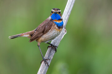 Red-spotted Bluethroat, Roodgesterde Blauwborst, Luscinia svecica
