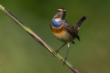 Blauwborst, White-spotted Bluethroat, Luscinia svecica