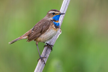 Red-spotted Bluethroat, Roodgesterde Blauwborst, Luscinia svecica