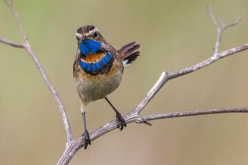 Red-spotted Bluethroat, Roodgesterde Blauwborst, Luscinia svecica