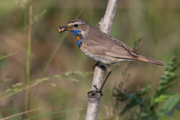 Red-spotted Bluethroat, Roodgesterde Blauwborst, Luscinia svecica