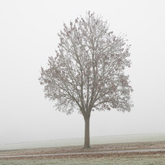 Kahler Baum im Nebel, quadratisches Format