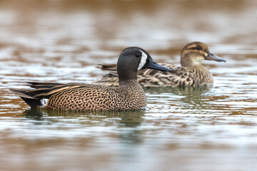 Blauwvleugeltaling; Blue-winged Teal; Anas discors