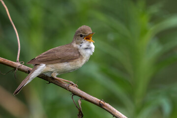 Blyth's Reed Warbler, Struikreedzanger, Acrocephalus dumetorum