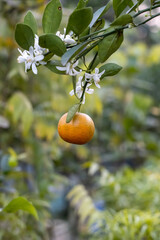 Close up shot of hanging ripe Tangerine or Mandarin with bloomed flowers and leaves in the garden