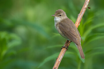 Blyth's Reed Warbler, Struikreedzanger, Acrocephalus dumetorum