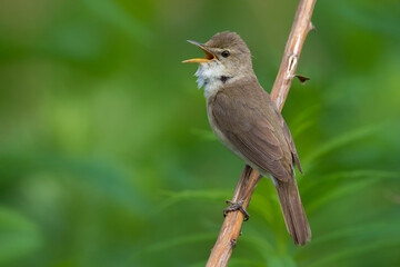 Blyth's Reed Warbler, Struikreedzanger, Acrocephalus dumetorum