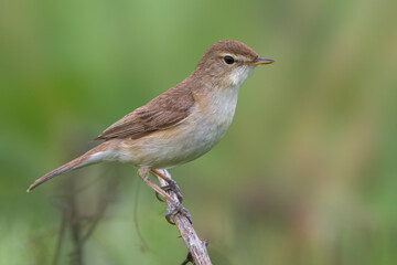Kleine Spotvogel, Booted Warbler, Acrocephalus caligata
