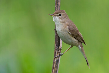 Kleine Spotvogel, Booted Warbler, Acrocephalus caligata