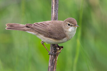 Kleine Spotvogel, Booted Warbler, Acrocephalus caligata