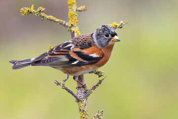 Keep; Brambling; Fringilla montifringilla