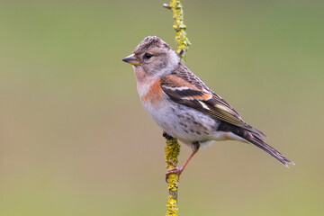 Keep; Brambling; Fringilla montifringilla