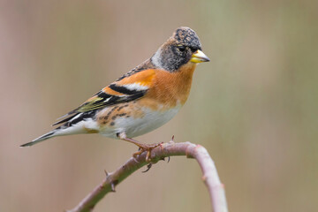 Keep; Brambling; Fringilla montifringilla