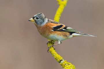 Keep; Brambling; Fringilla montifringilla