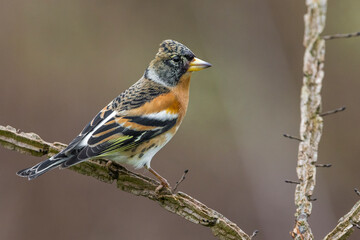 Keep; Brambling; Fringilla montifringilla