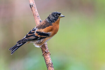 Keep; Brambling; Fringilla montifringilla