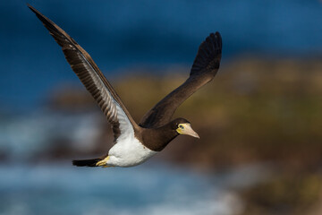 Bruine Gent, Brown Booby, Sula leucogaster