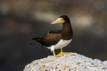 Bruine Gent, Brown Booby, Sula leucogaster