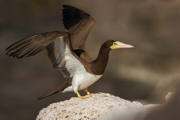 Bruine Gent, Brown Booby, Sula leucogaster