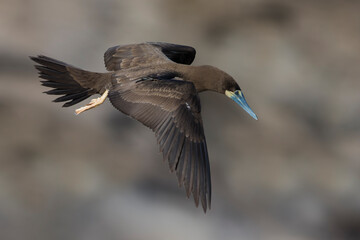 Bruine Gent, Brown Booby, Sula leucogaster