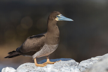 Bruine Gent, Brown Booby, Sula leucogaster