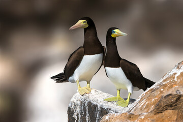 Bruine Gent, Brown Booby, Sula leucogaster