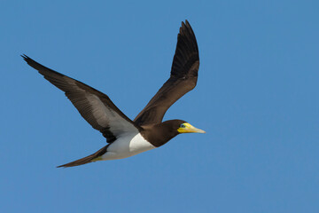 Bruine Gent, Brown Booby, Sula leucogaster