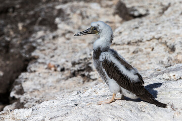 Bruine Gent, Brown Booby, Sula leucogaster
